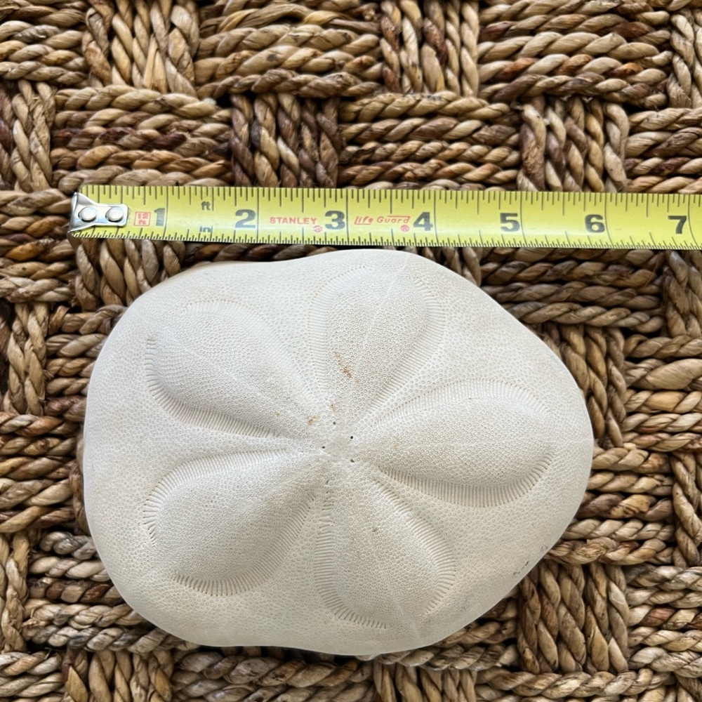 Coastal White Sand Dollar Decor